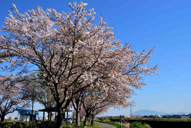 ロードパークの桜