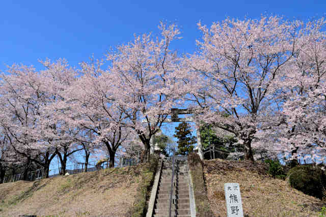 大沢熊野神社桜