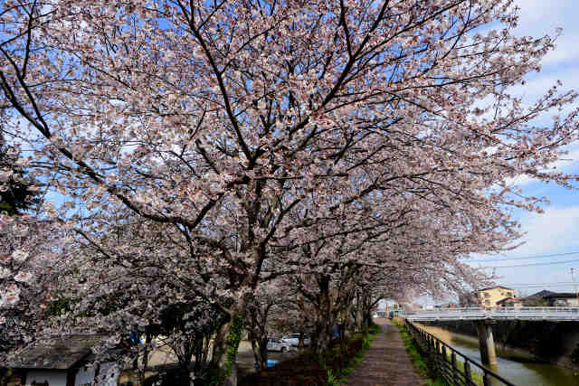 御城公園桜