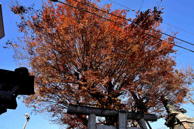 ���C���z�K�_�Ѝg�t