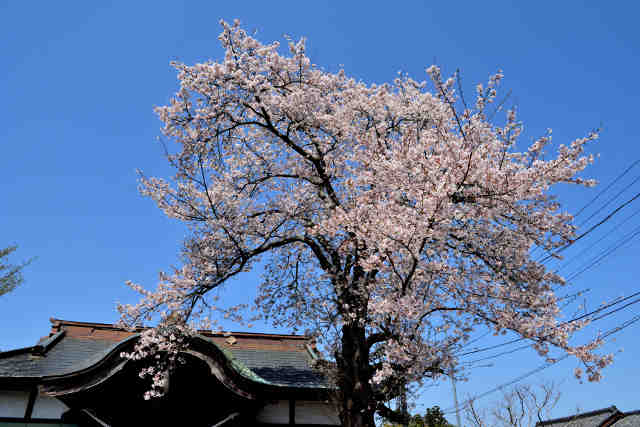 加波山神社石岡里宮桜