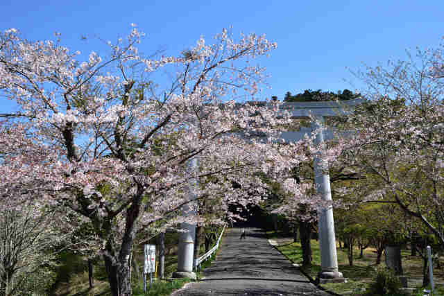 愛宕山桜