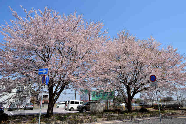 岩間駅桜