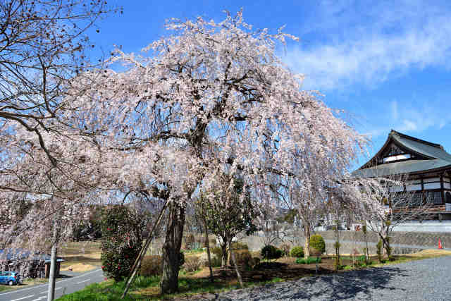 高乾院桜