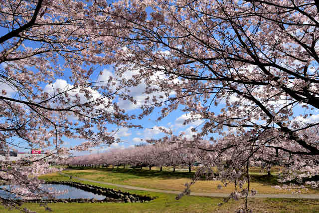 大池公園桜