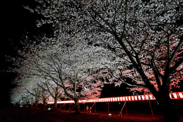 大池公園夜桜