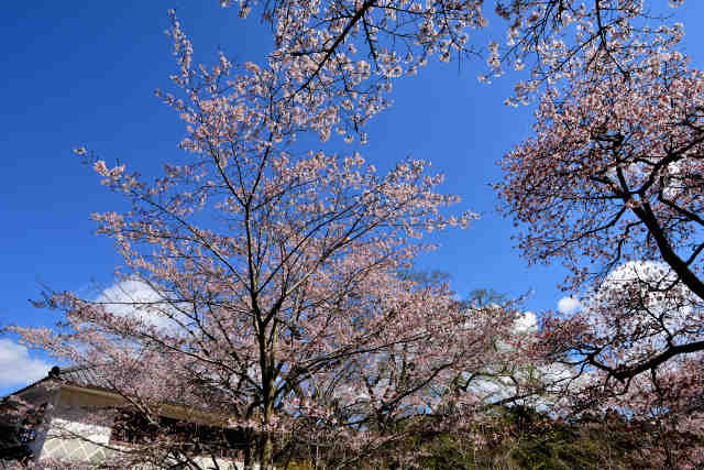 佐白山麓公園桜