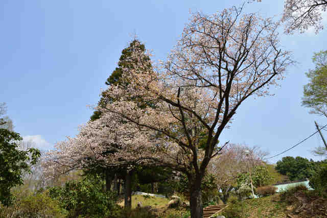 正福寺母桜