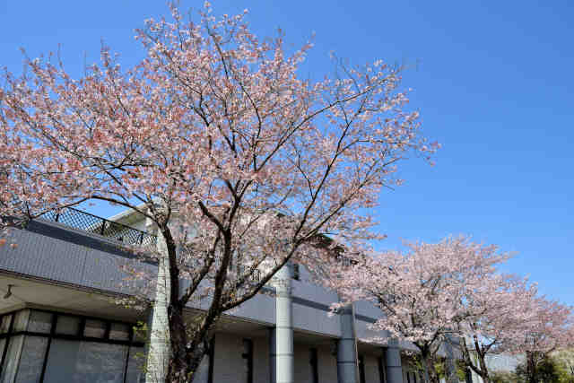 笠間市立友部図書館桜