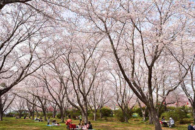 鹿島城山公園桜