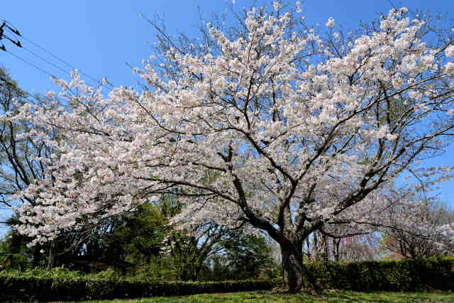 富士見塚古墳公園桜