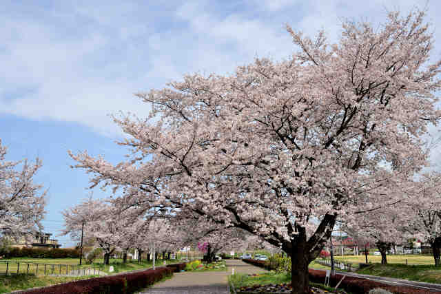 古河総合公園桜