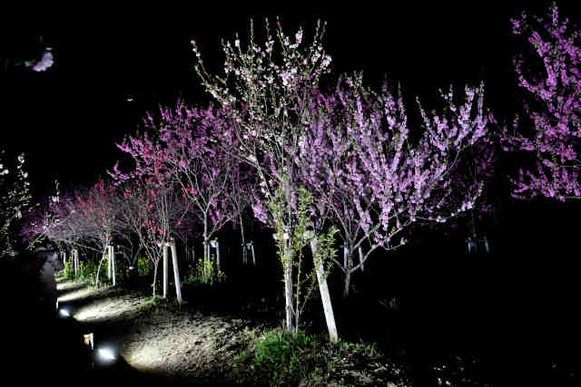 ���܂蓍�у��C�g�A�b�v