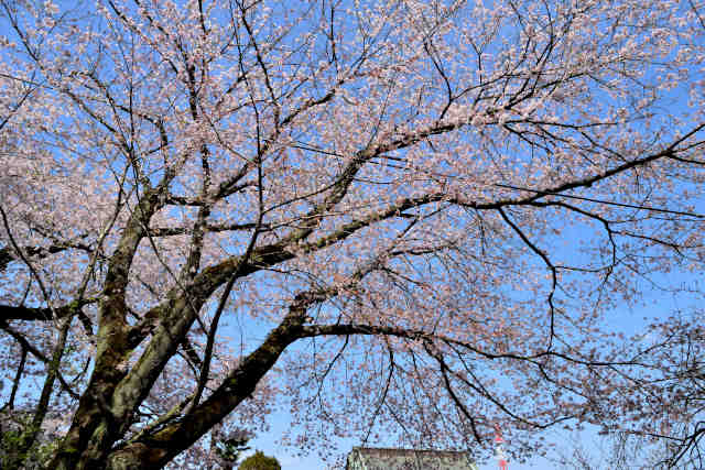 薬王寺桜