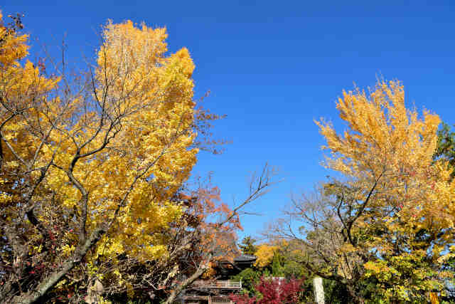 �������g�t