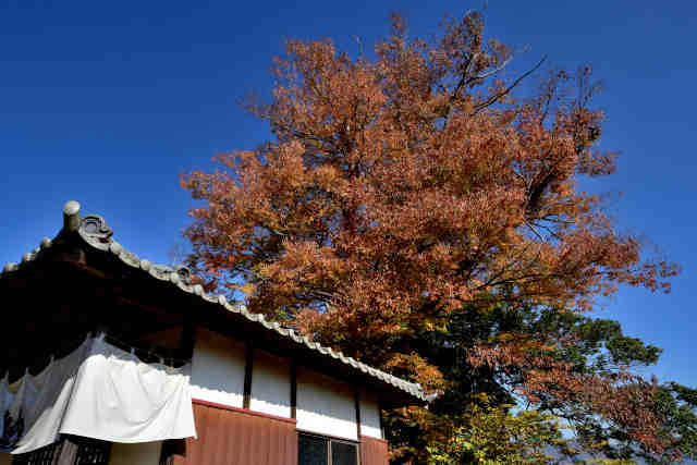 ���Y�s�����g�t