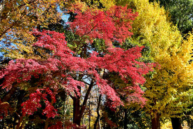 ��������g�t���ړI�L��