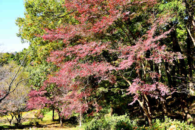 �}�g�ӂꂠ���̗��g�t