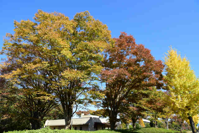 �}�g�k���H�ƒc�n�����g�t