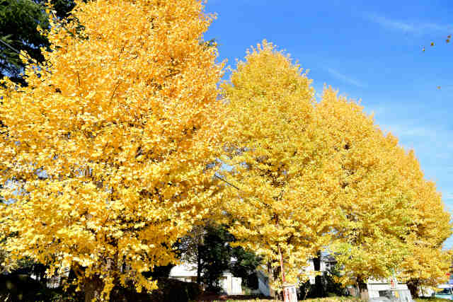 ����䎙��������Ǔ�