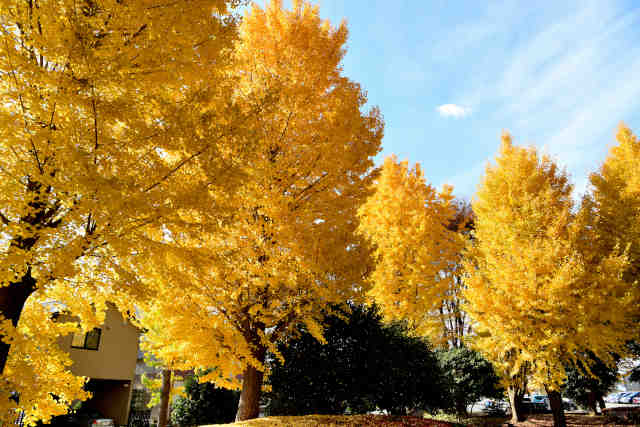 ����䎙��������Ǔ쐼