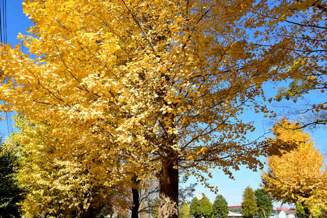 ���������g�t��