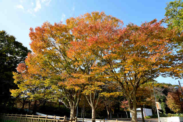 ���V�l�����Z���^�[�g�t