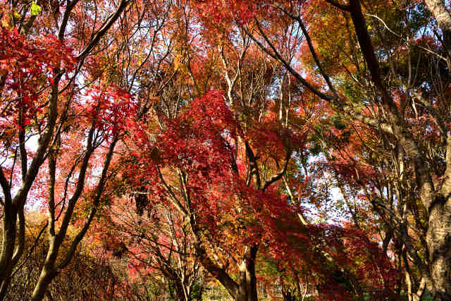 高崎自然の森紅葉