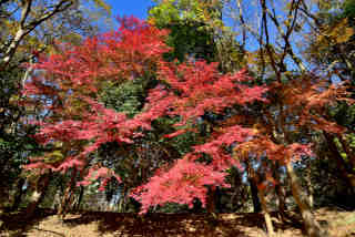 �㍂�ÊL�˂ӂ邳�Ɨ��j�̍L��̍g�t