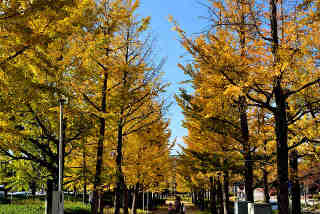 茨城県近代美術館前銀杏並木