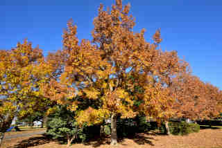 �k�Y��Βn�̍g�t