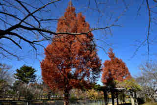 �k�Y��̍g�t