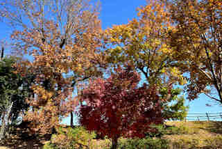 �݂炢�̐X�����̍g�t