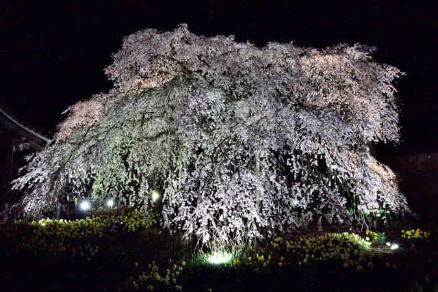 安国寺枝垂桜夜