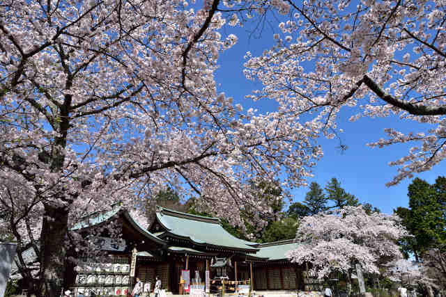 護国神社桜