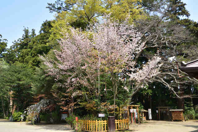水戸八幡宮左近桜