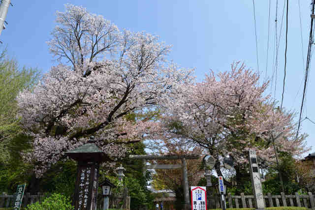 水戸八幡宮桜