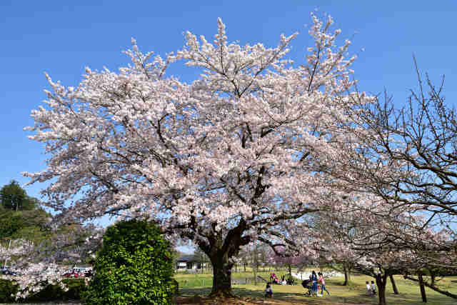 偕楽園桜桜山入口