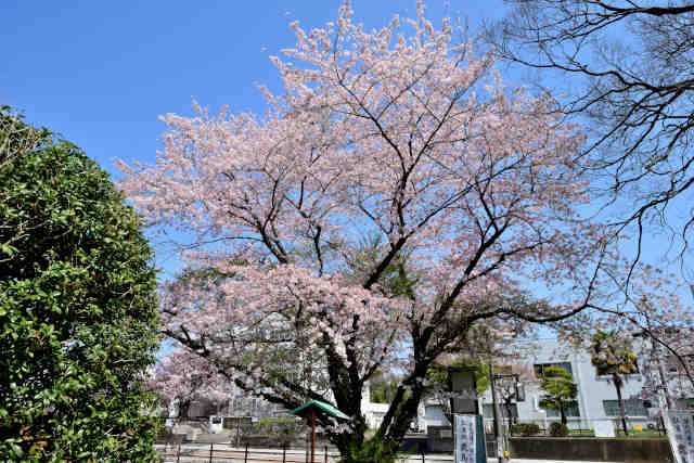 弘道館鹿島神社桜