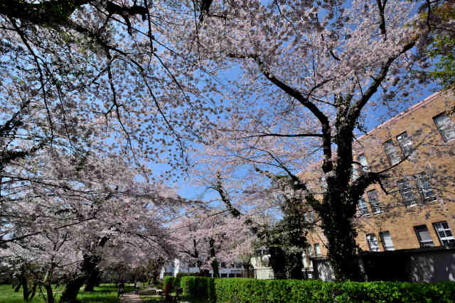 弘道館公園桜