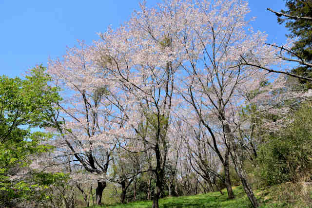 楮川ダムの桜林