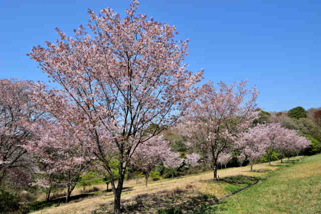 楮川ダムの桜斜面