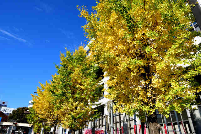 水戸中央郵便局前の銀杏並木