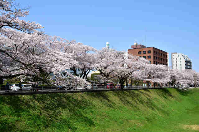 三の丸庁舎桜