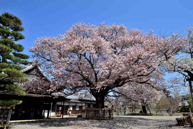 弘道館左近の桜