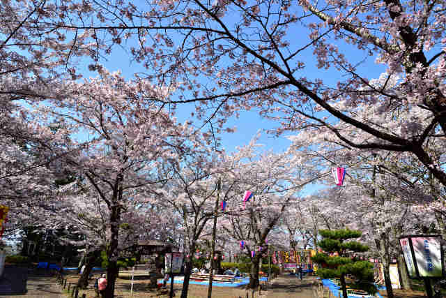 桜山桜