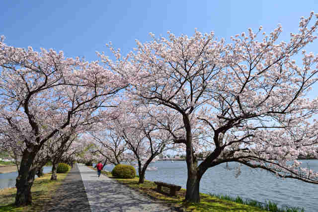 千波湖桜