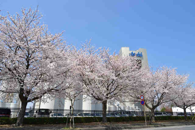 アサヒビール桜
