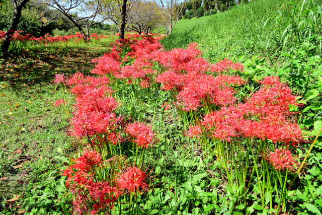 高野根切彼岸花