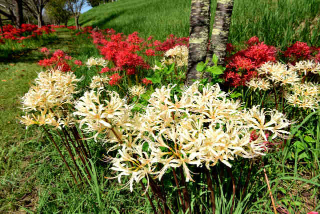 高野根切彼岸花白